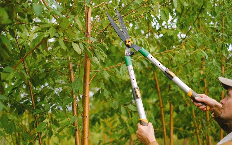 Tree trimming in Kasigluk, AK